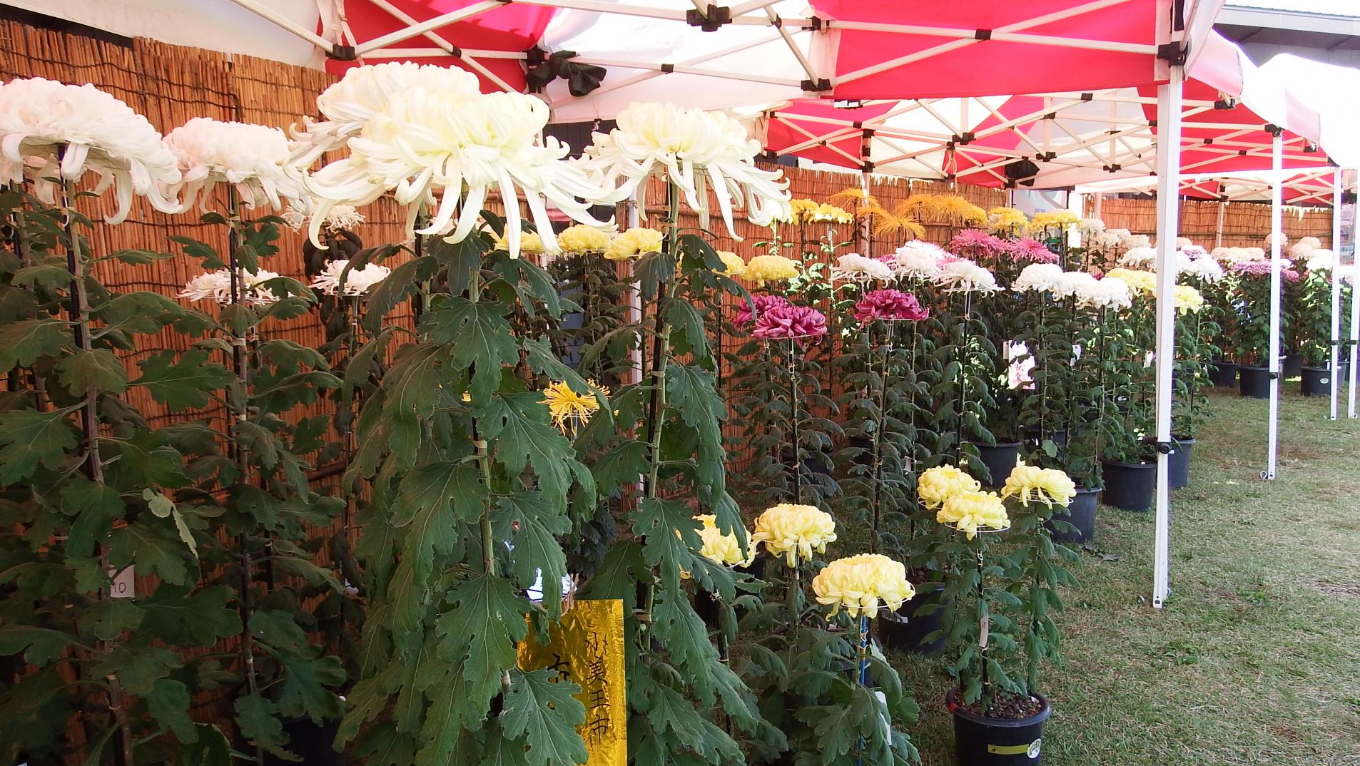 k2DSCF1902 k2DSCF1902