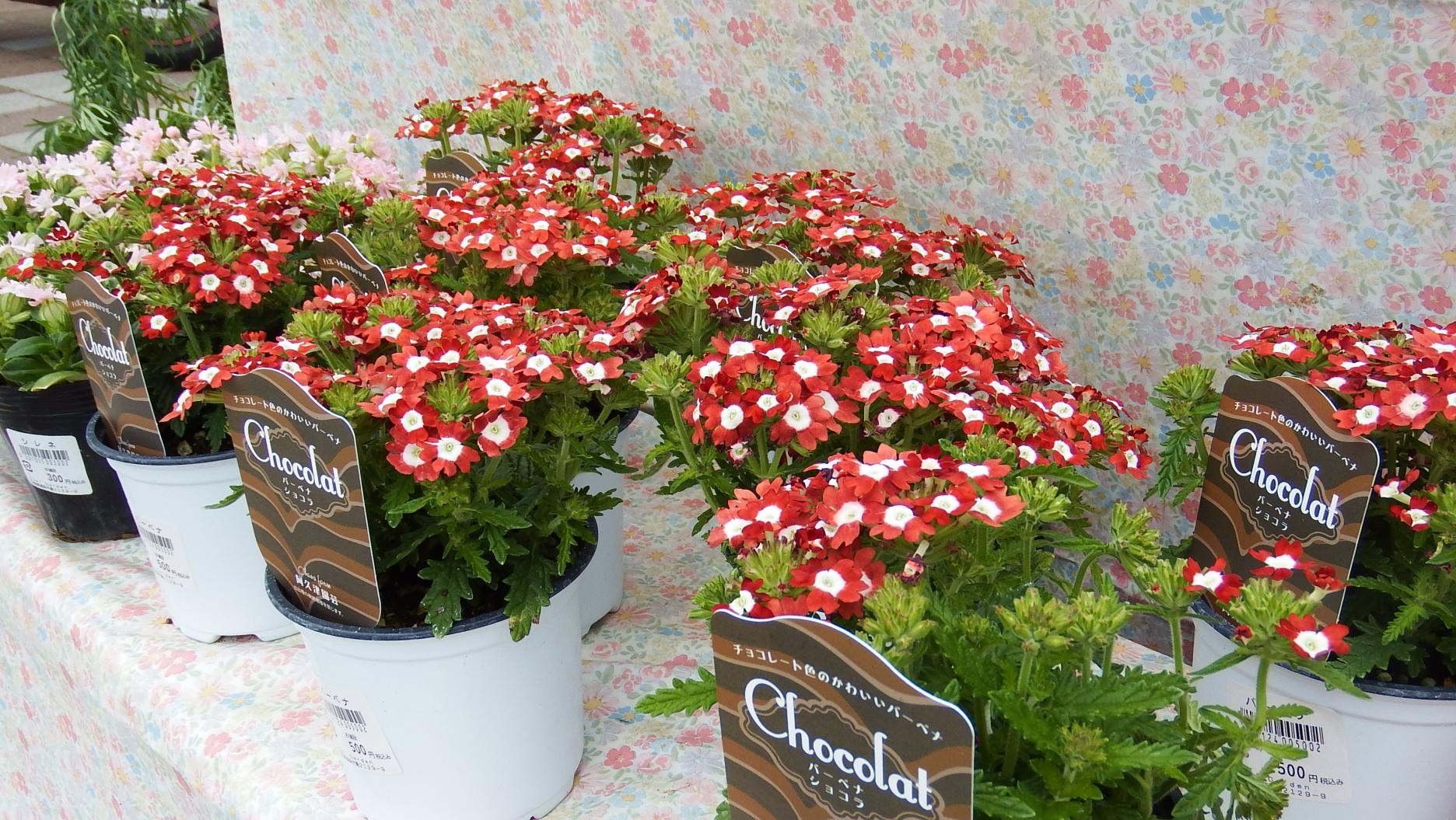 ★DSCF7903 ★DSCF7903