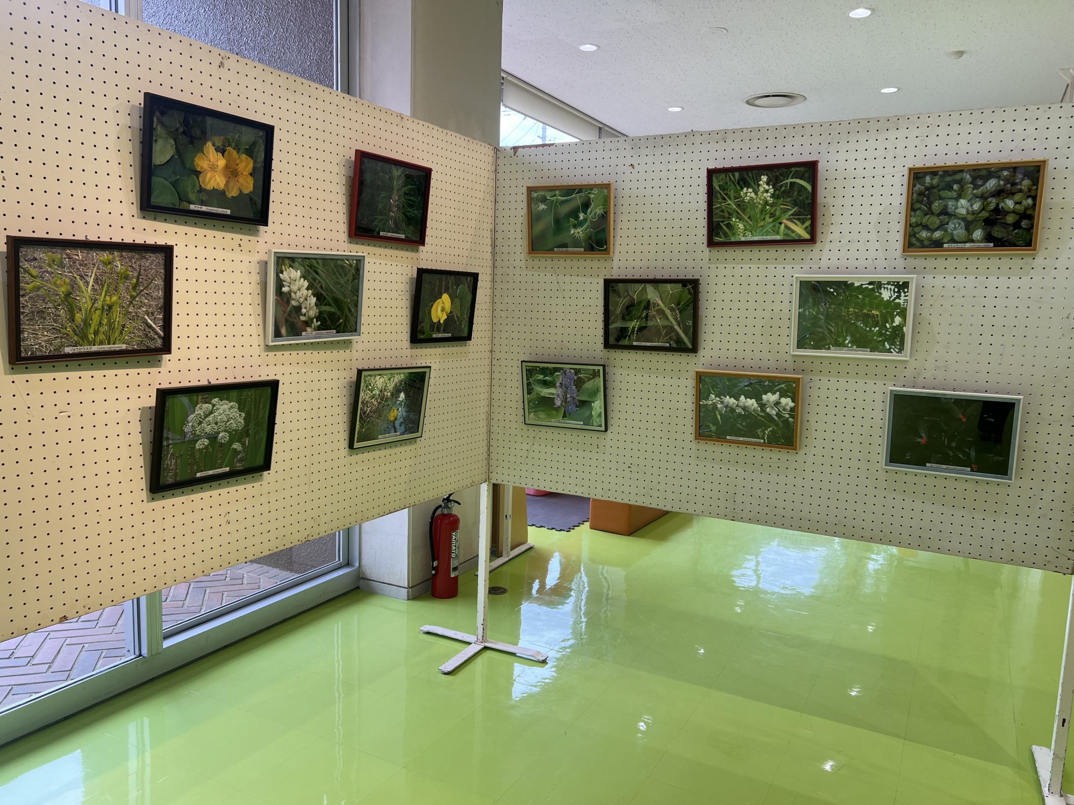 生物の会写真展 植物の写真20作品