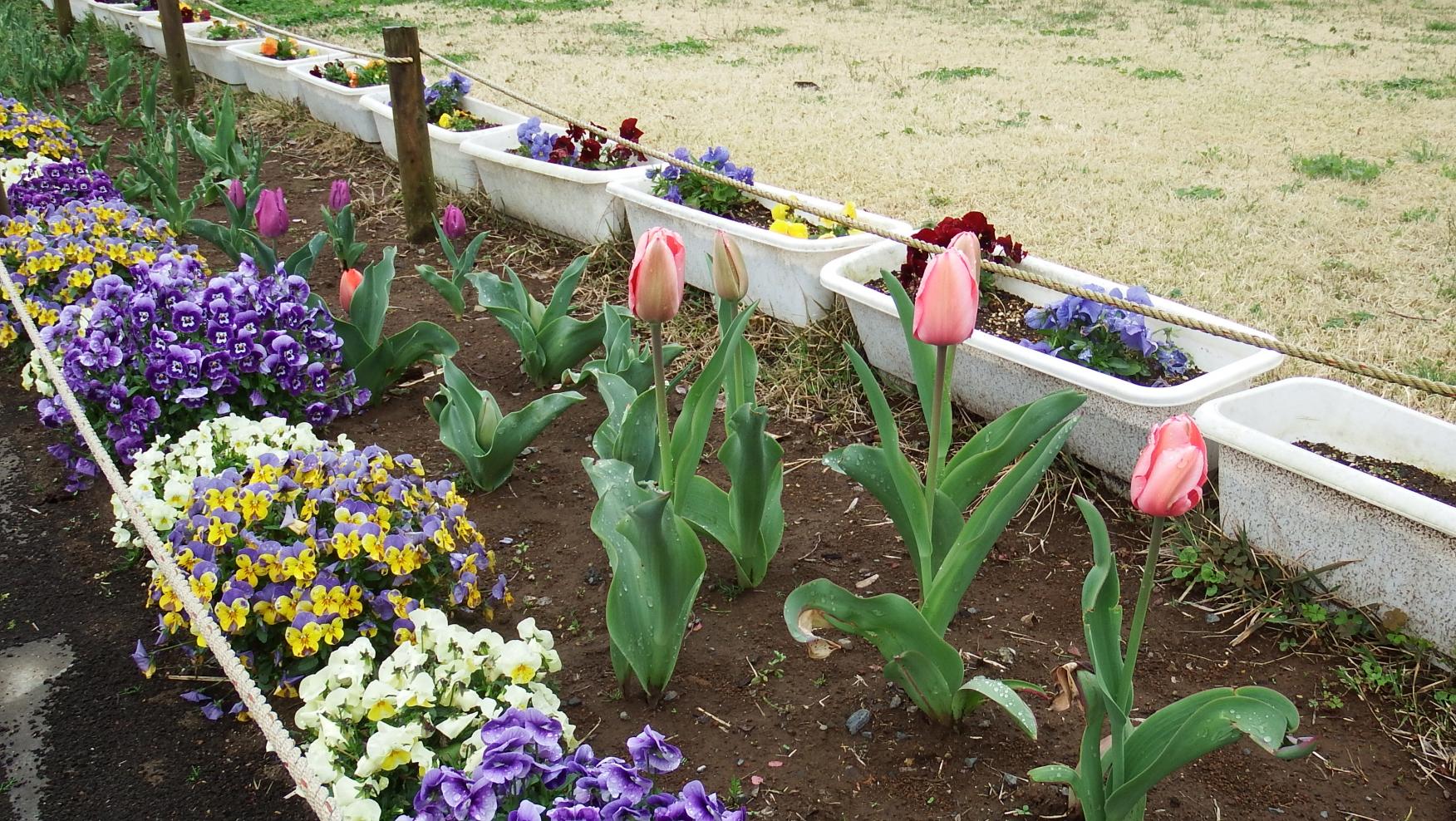 花壇写真 花壇写真