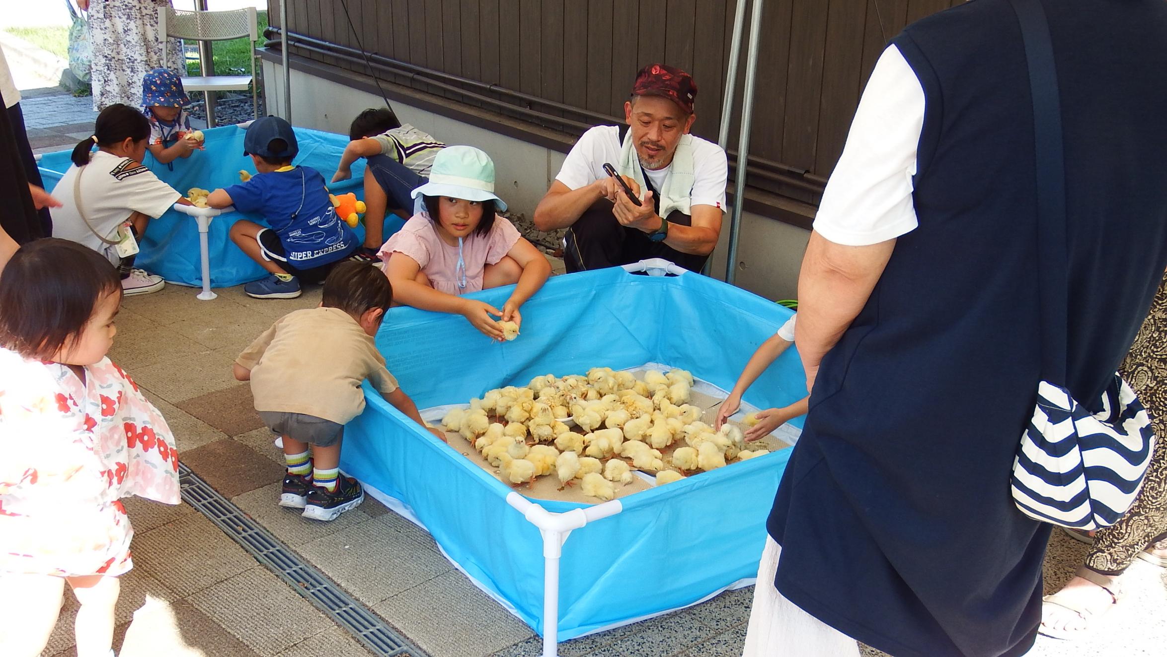 ひよこふれあい体験2