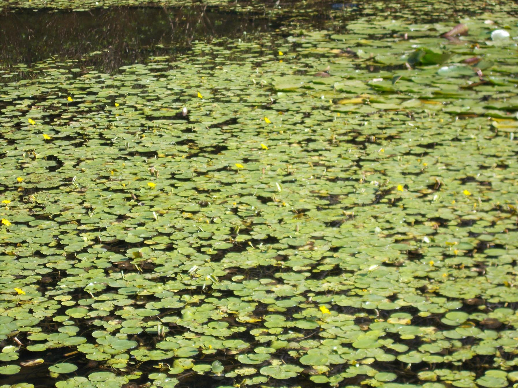 池のアサザ