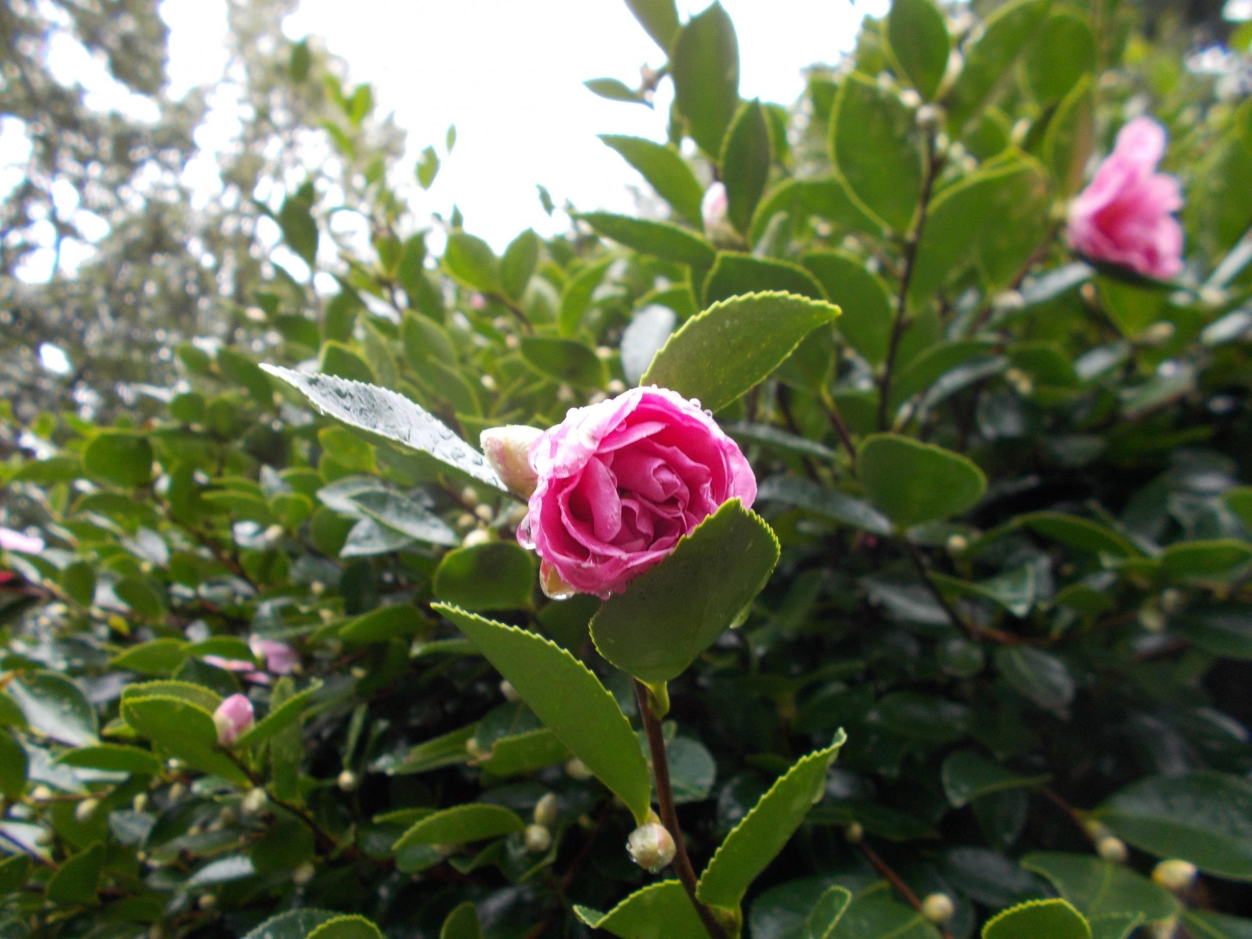 さざんかの花1