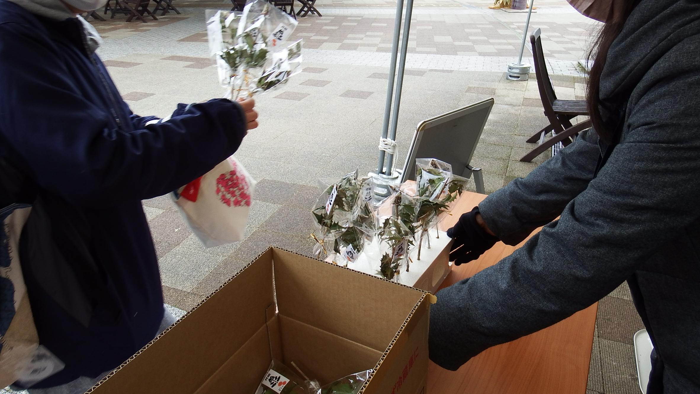 ヒイラギイワシ販売写真 ヒイラギイワシ販売写真