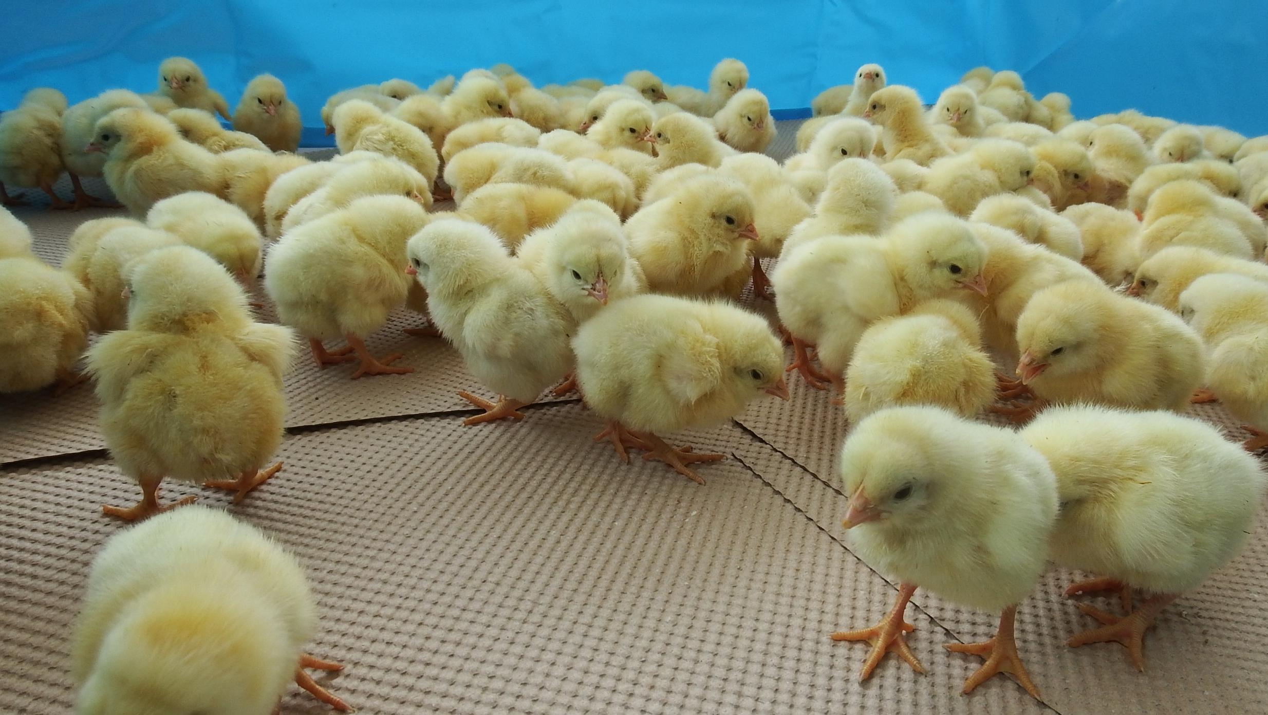 ひよこ写真1 ひよこ写真1