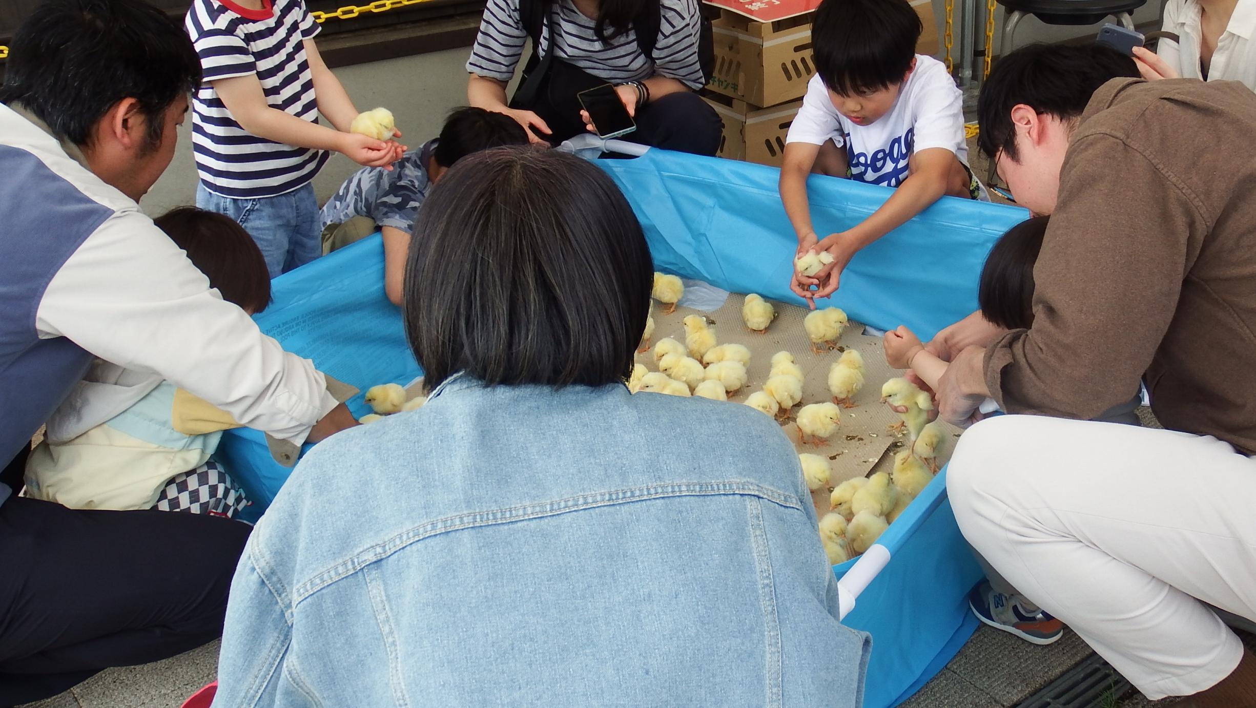 ひよこ写真2 ひよこ写真2