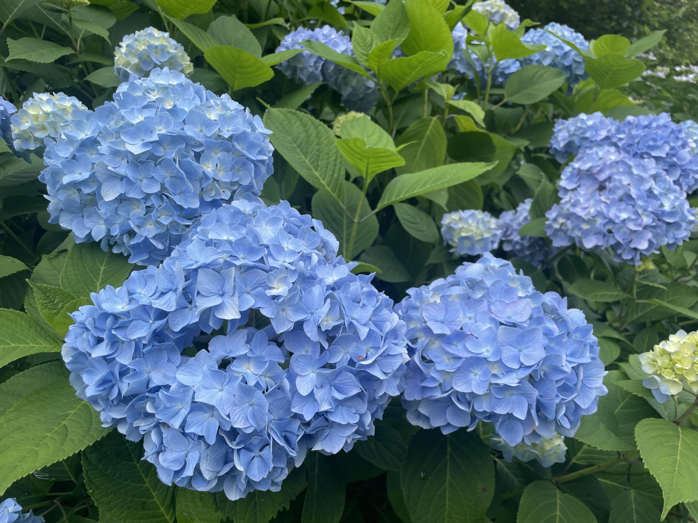 青あじさい
