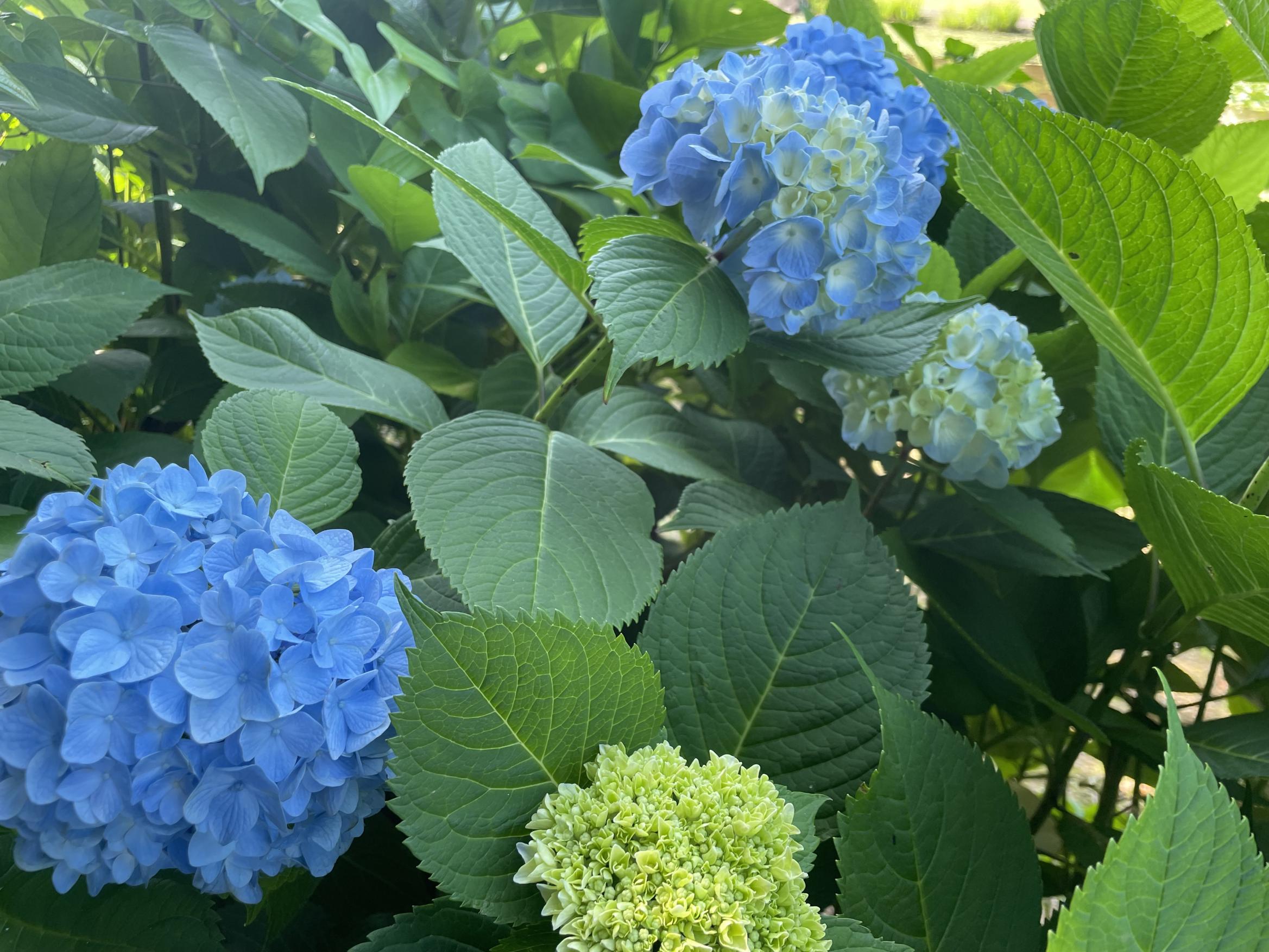 藍あじさい