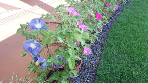 「あさがおまつり」開催中