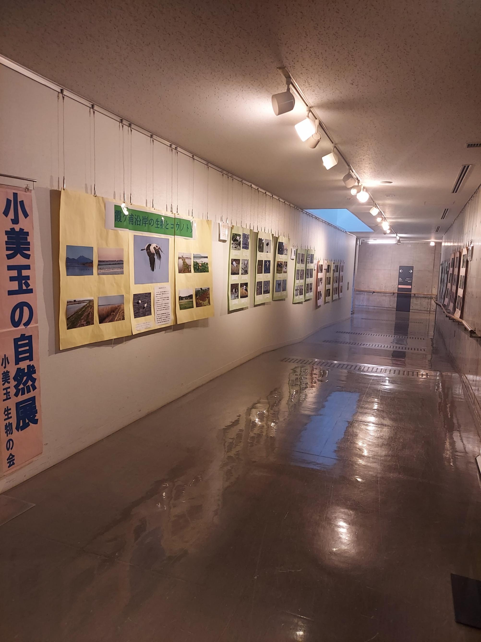 【ときめき美の小径】　小美玉　生物の会　小美玉の自然展