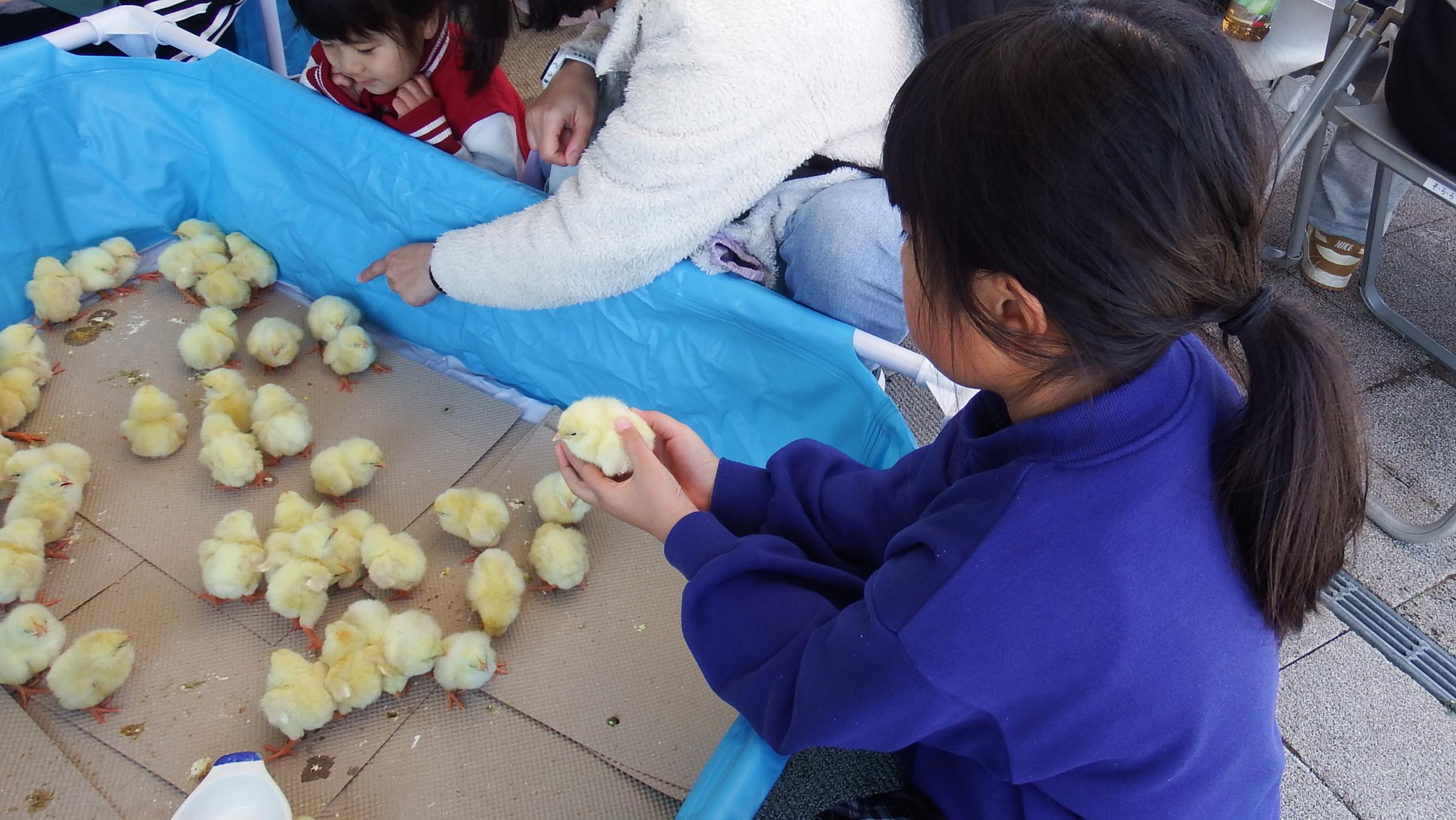 ひよこふれあい体験