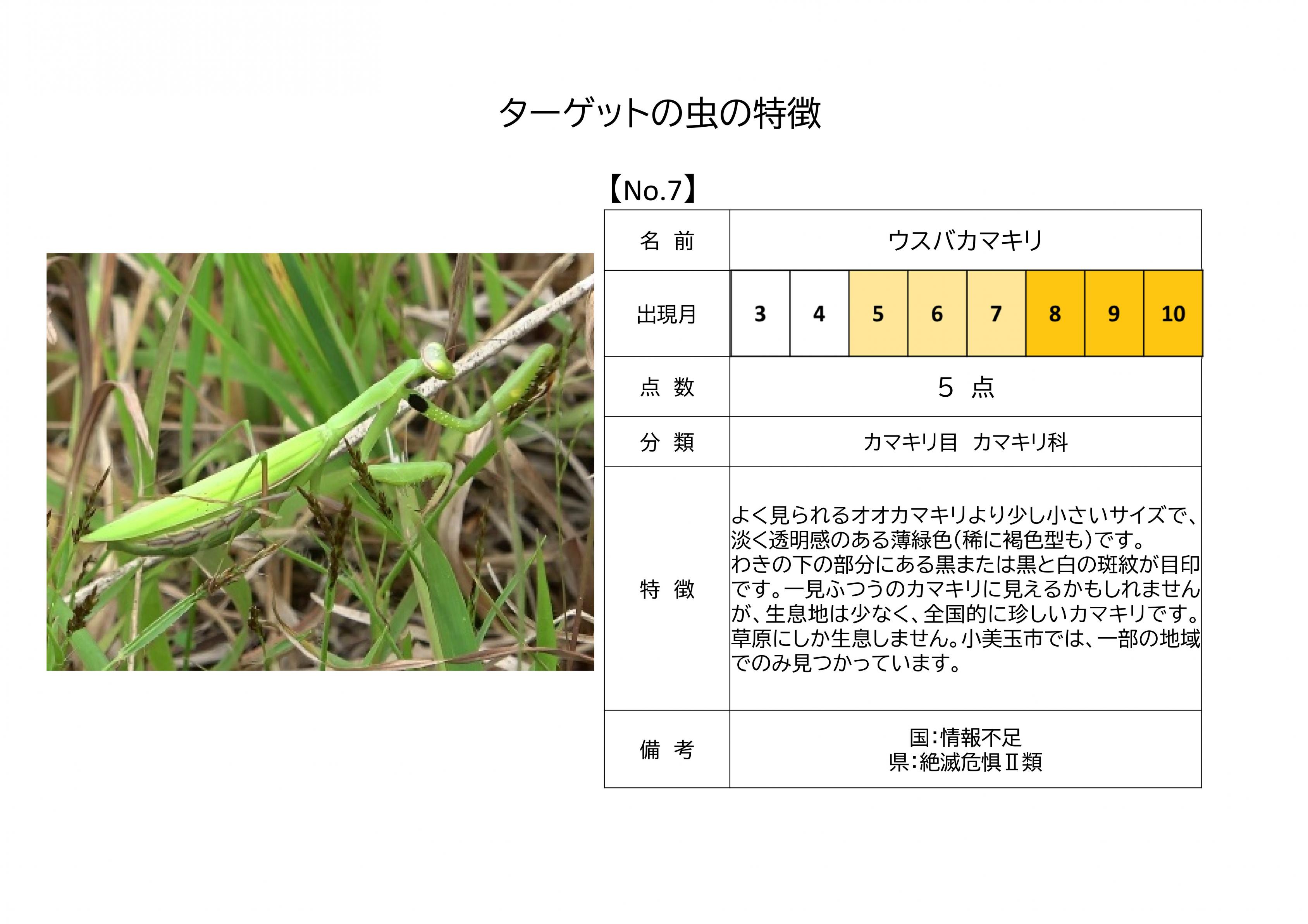 7.ウスバカマキリ