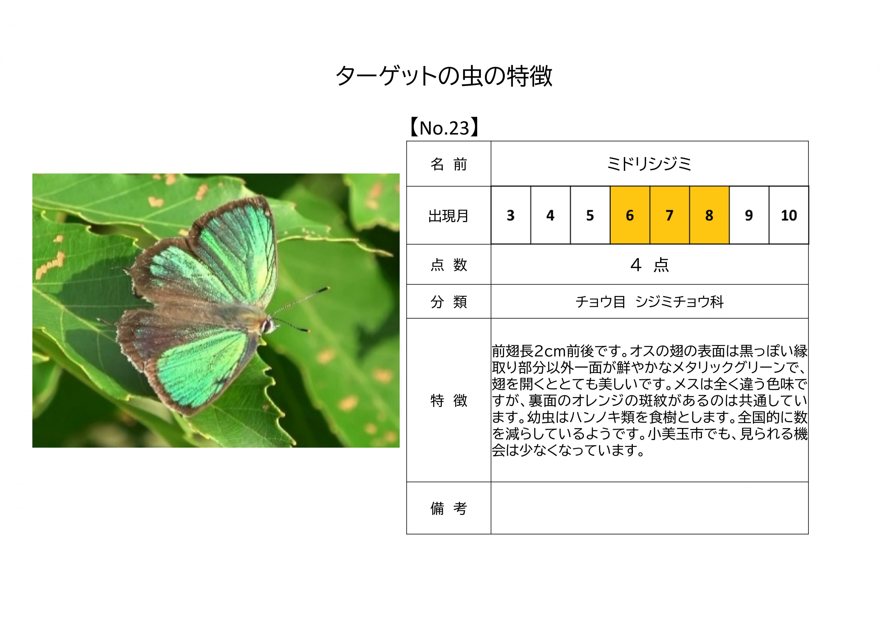 23.ミドリシジミ