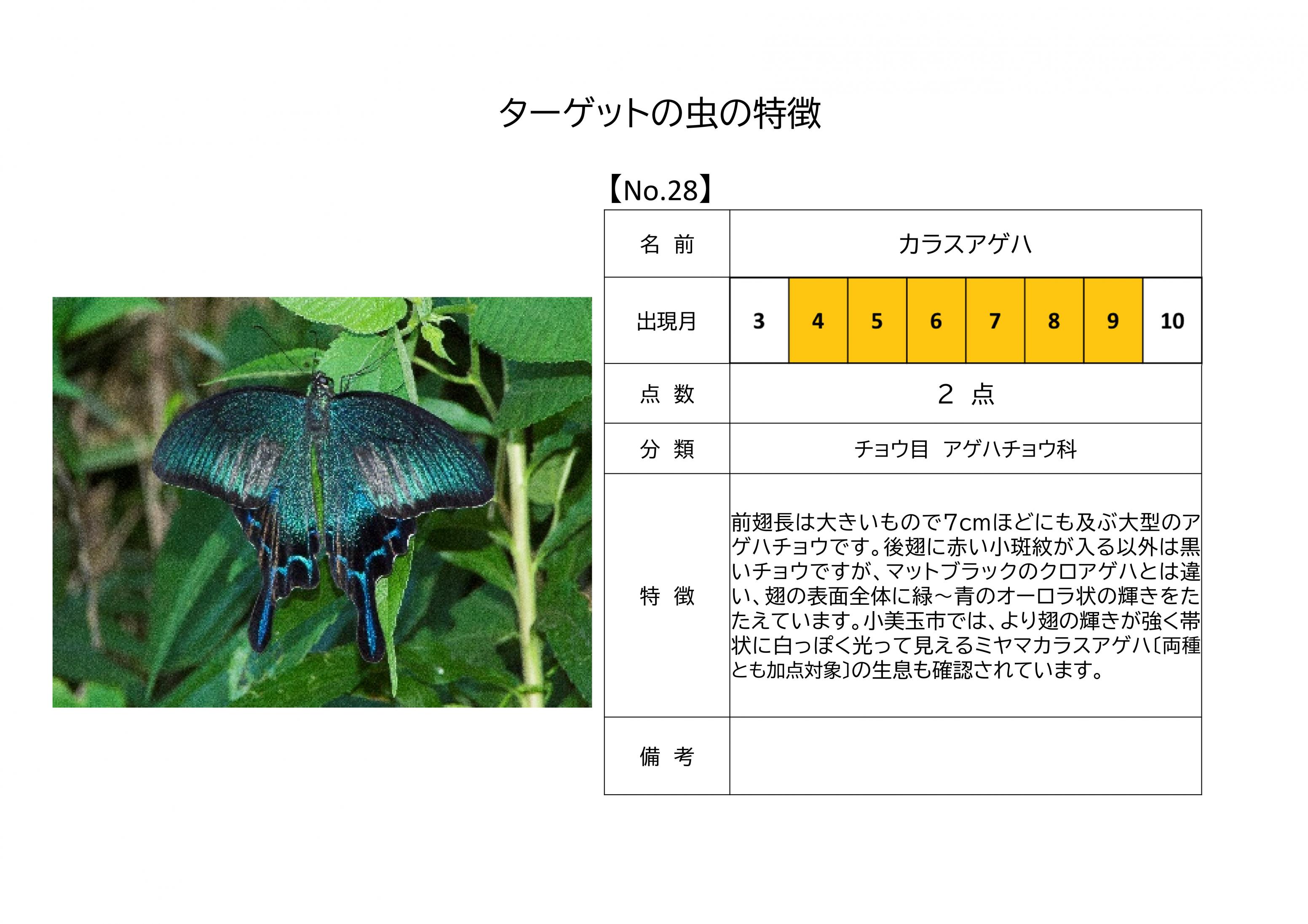 28.カラスアゲハ