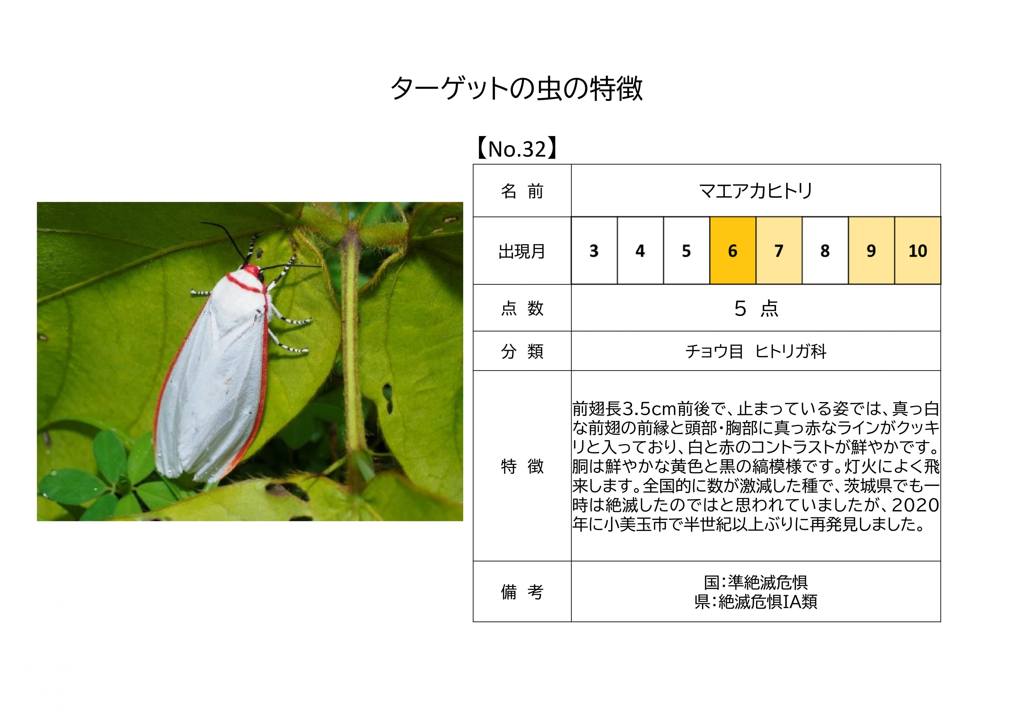 32.マエアカヒトリ