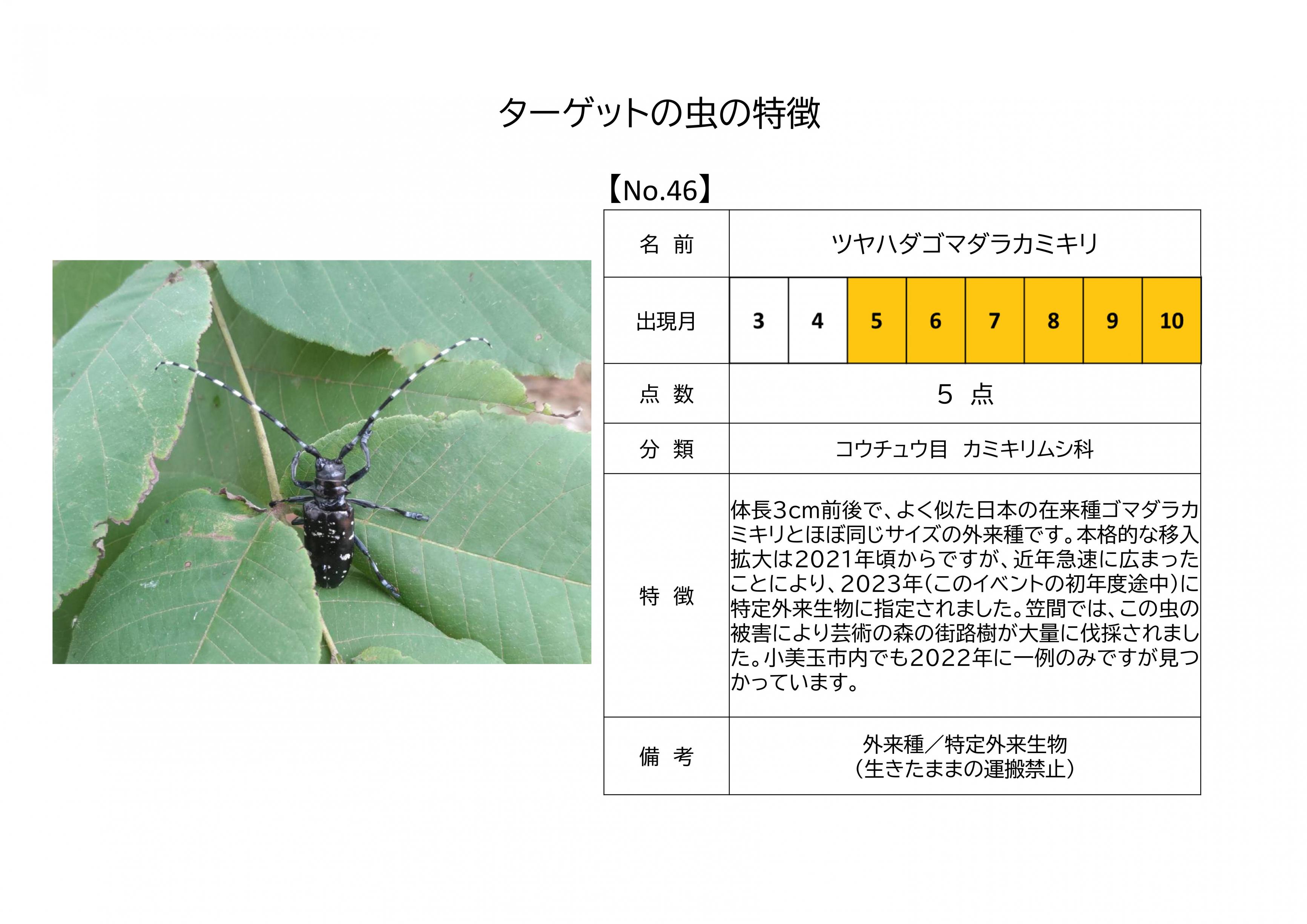 46.ツヤハダゴマダラカミキリ