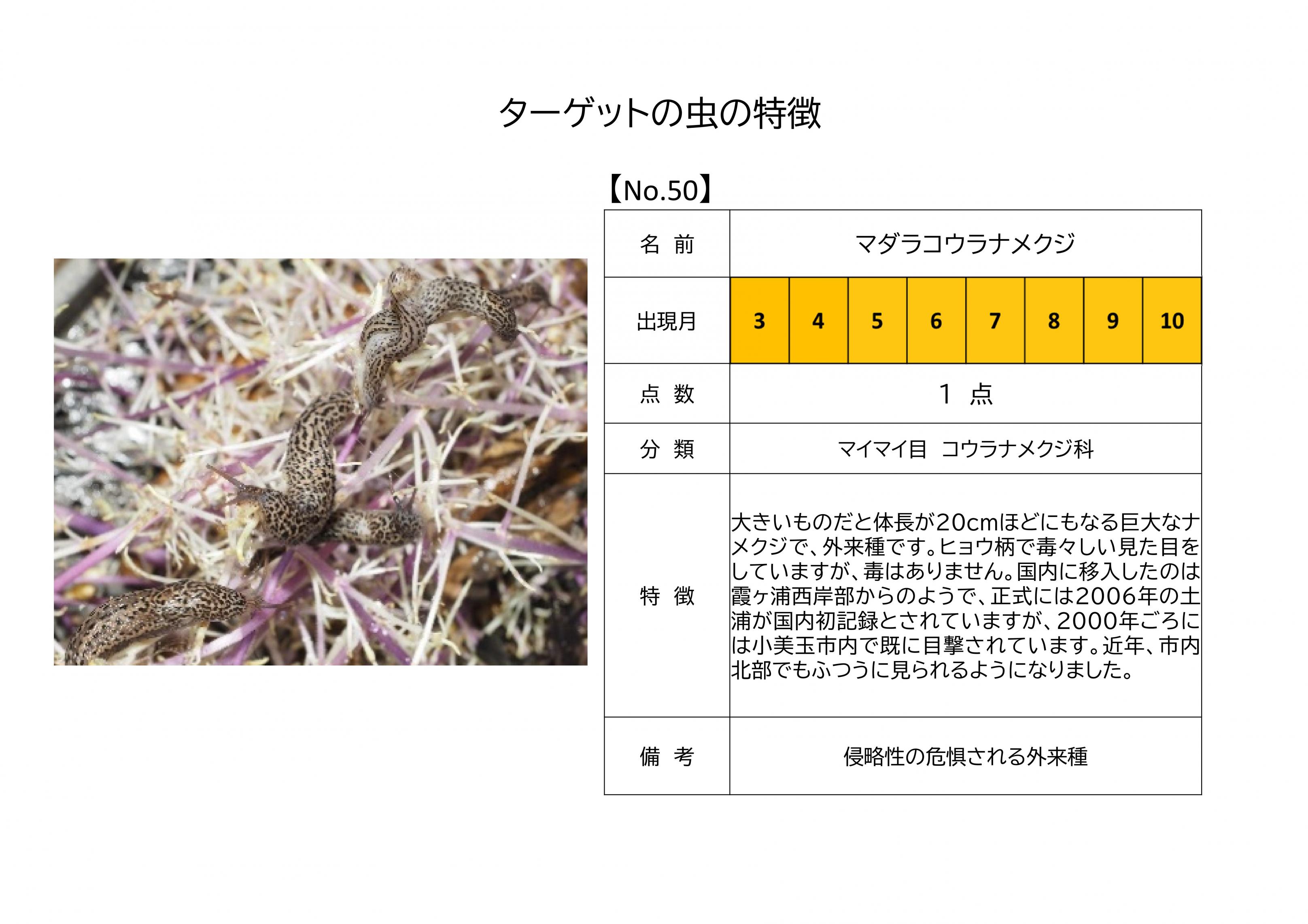 50.マダラコウラナメクジ