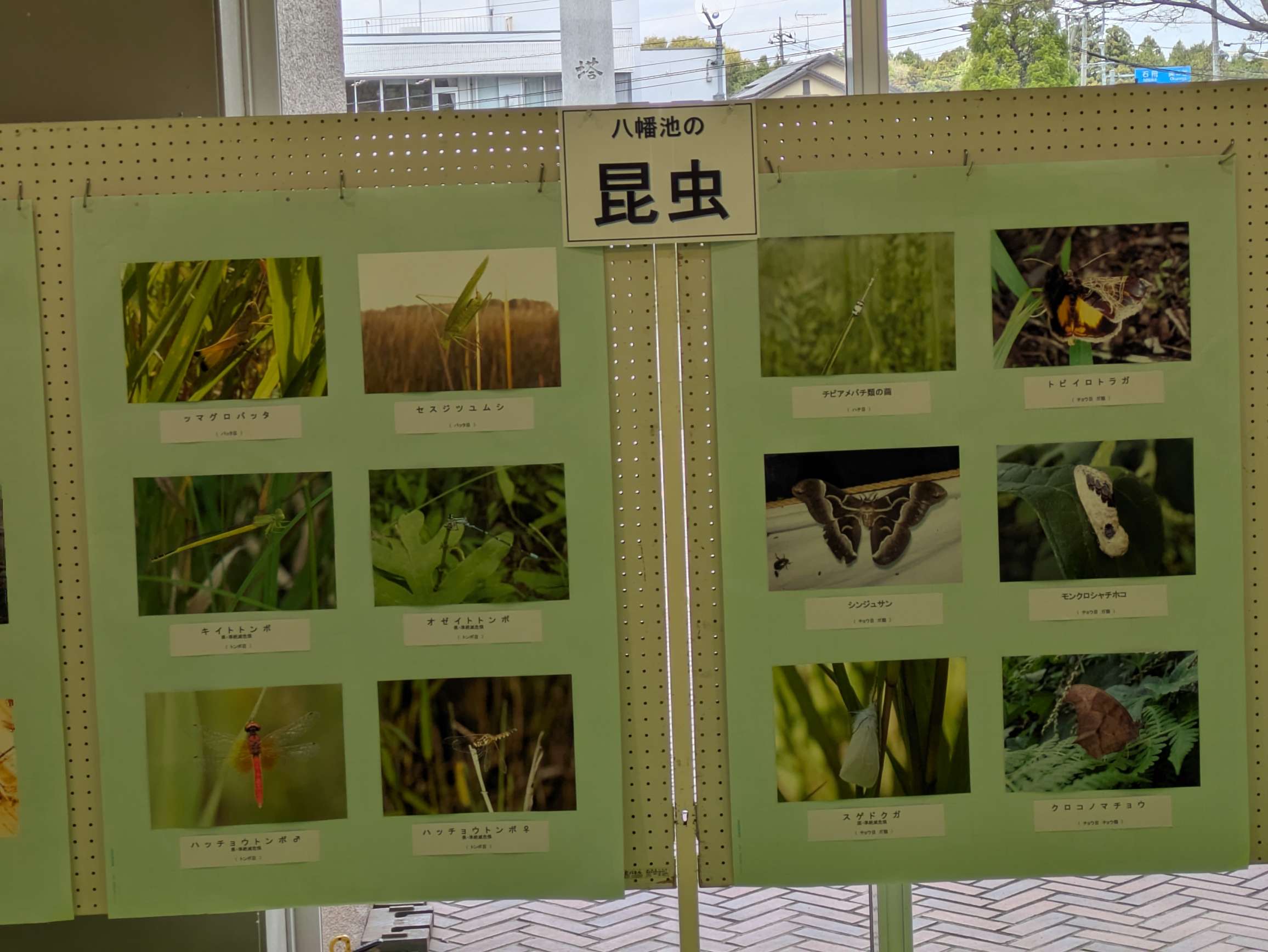 小美玉生物の会～小美玉の自然展～2