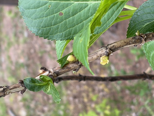紫陽花つぼみ2