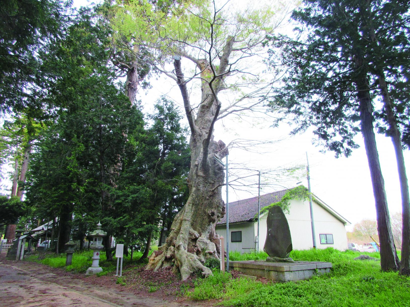134鹿嶋神社のケヤキ