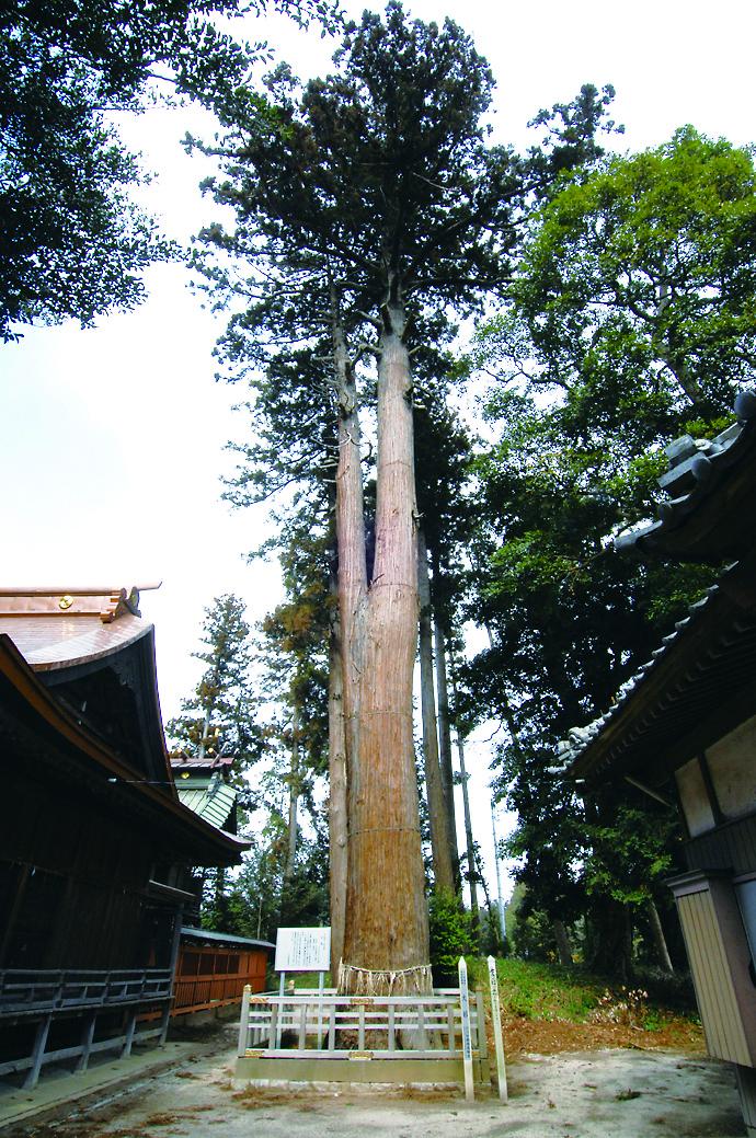 135鹿嶋神社の大杉
