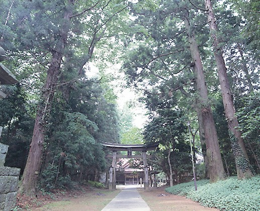 141大宮神社樹叢