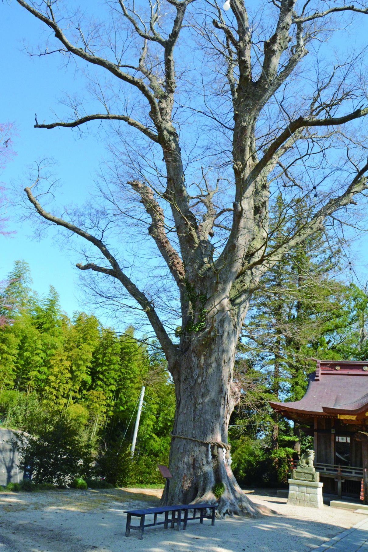 138素鵞神社のケヤキ