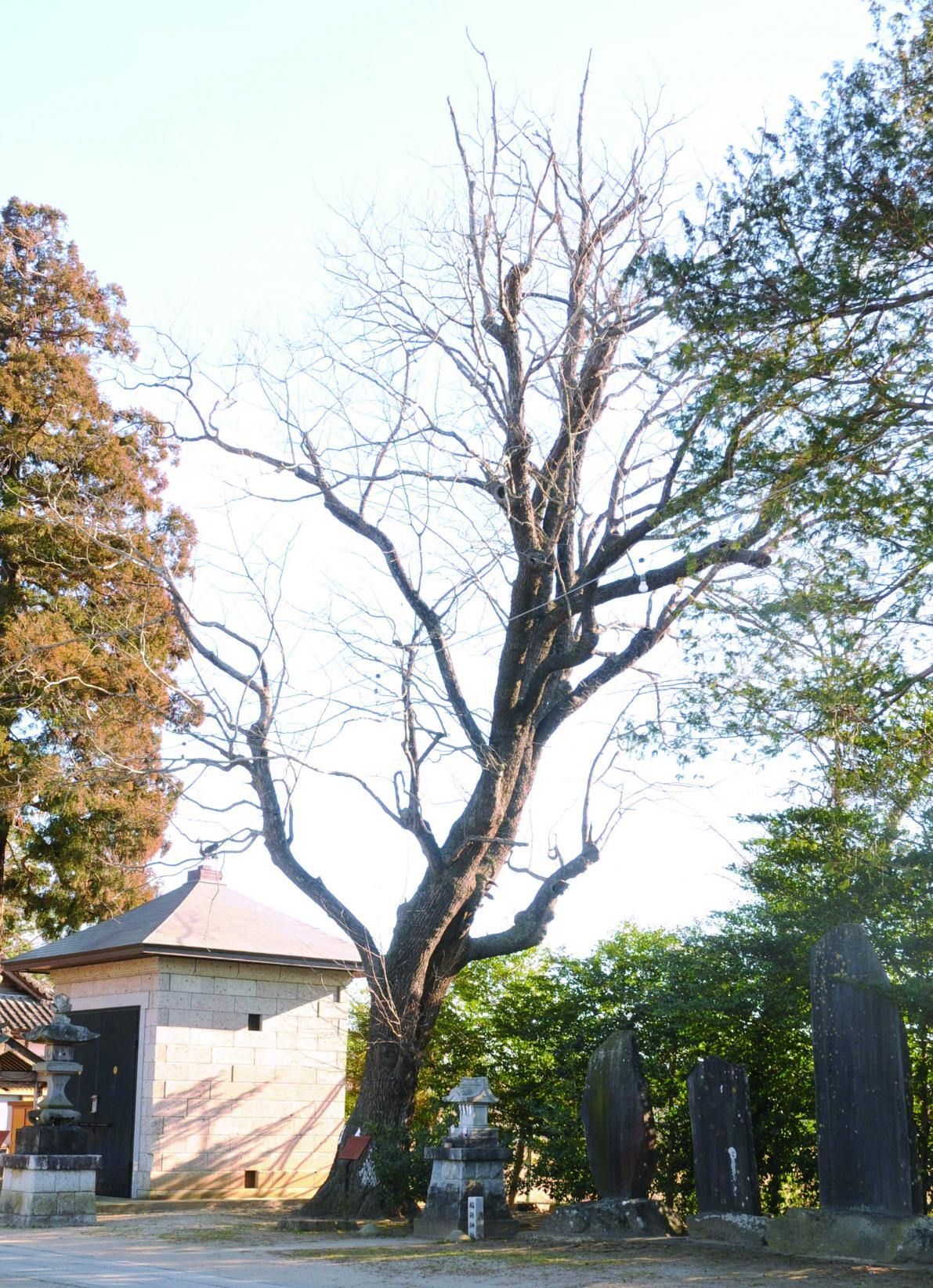 139素鵞神社のケンポナシ