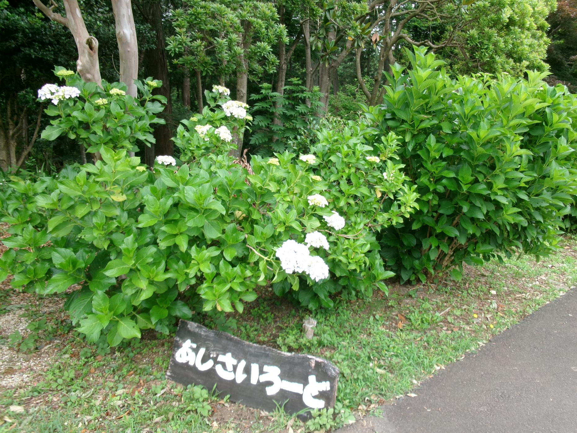 あじさいろーど1