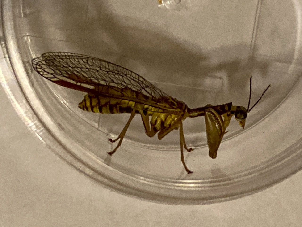 ヒメカマキリモドキ2 ヒメカマキリモドキ2